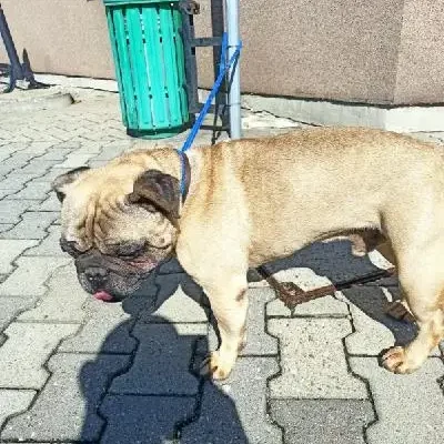 Zaginiony mops z Kęt odnalazł się w Bielsku-Białej