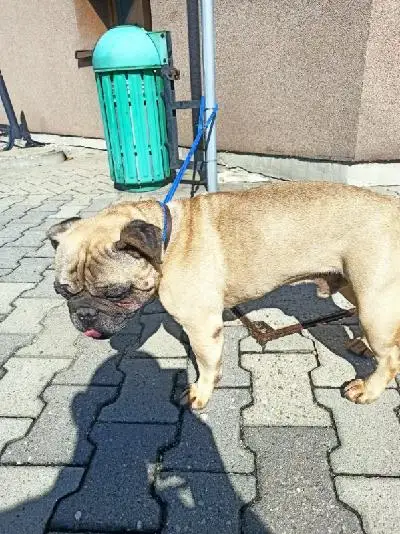 Zaginiony mops z Kęt odnalazł się w Bielsku-Białej